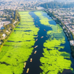 Rahasia Tersembunyi Xochimilco: Lebih dari Sekadar Perahu Warna-warni
