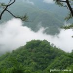 Selva Lacandona: Menjelajahi Jantung Hutan Hujan Terbesar di Meksiko