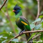 Mengamati Burung Quetzal yang Mempesona di Hutan Chiapas: Panduan Lengkap