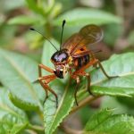 Chapulines: Sensasi Kuliner Ekstrem Meksiko, Berani Coba Belalang Goreng?