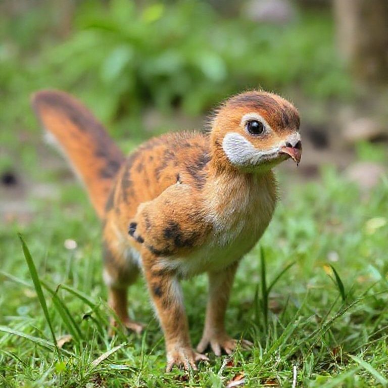 Panduan Lengkap Memelihara Hewan Peliharaan di Meksiko: Tips, Regulasi, dan Kebahagiaan